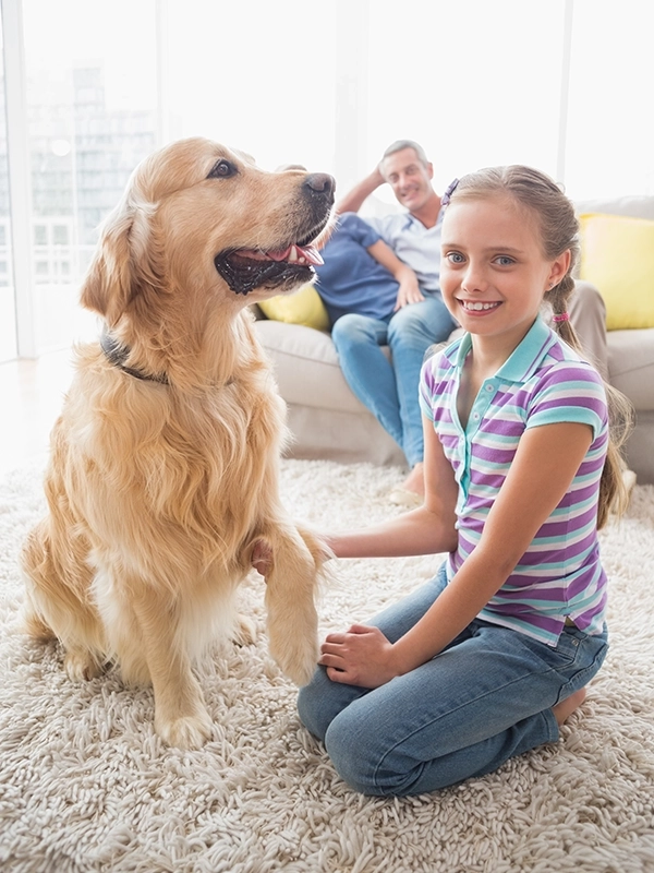 Golden retriever Dévoué à sa famille Elevage du coeur de flandre