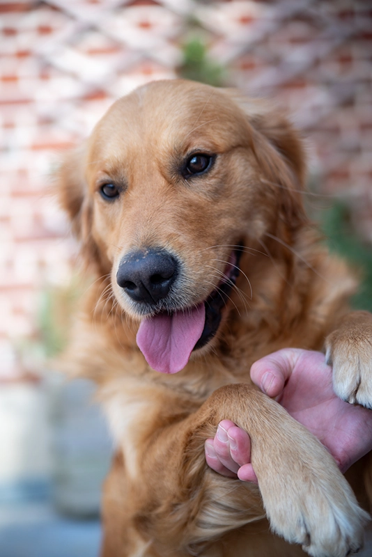 Golden retriever besoin affection Elevage du coeur de flandre