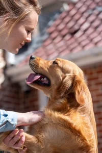 Toscane femelle Golden retriever élevage du cœur de Flandre avec Julie