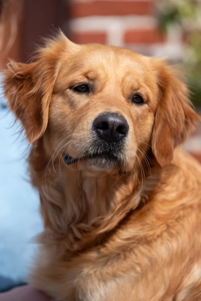 Toscane Femelle Golden retriever élevage du coeur de Flandre