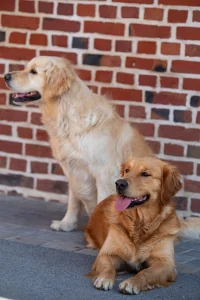 Duo de golden retriever de l'élevage du cœur de Flandre dans les Hauts de France