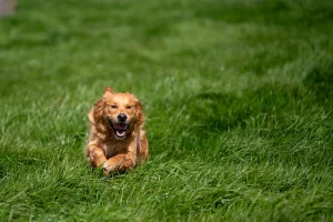 Toscane qui court dans un pré autour de l'élevage de golden retriever dans la Hauts de France