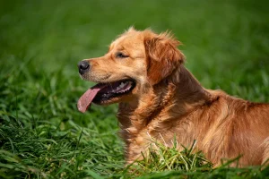 Golden retriever qui se repose dans un pré - Elevage du Cœur de Flandre - Nord Pas de Calais