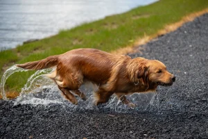 Toscane qui sort de l'eau dans la mare de l'élevage du cœur de Flandre