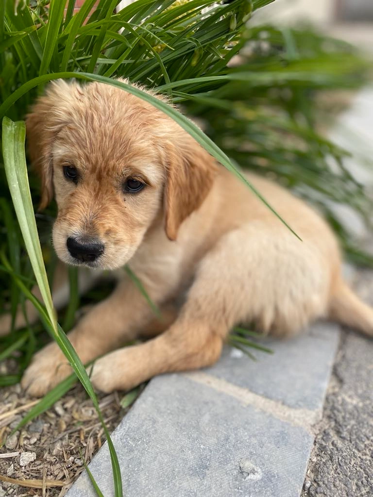 Toscane chiot femelle Golden retriever élevage du cœur de Flandre
