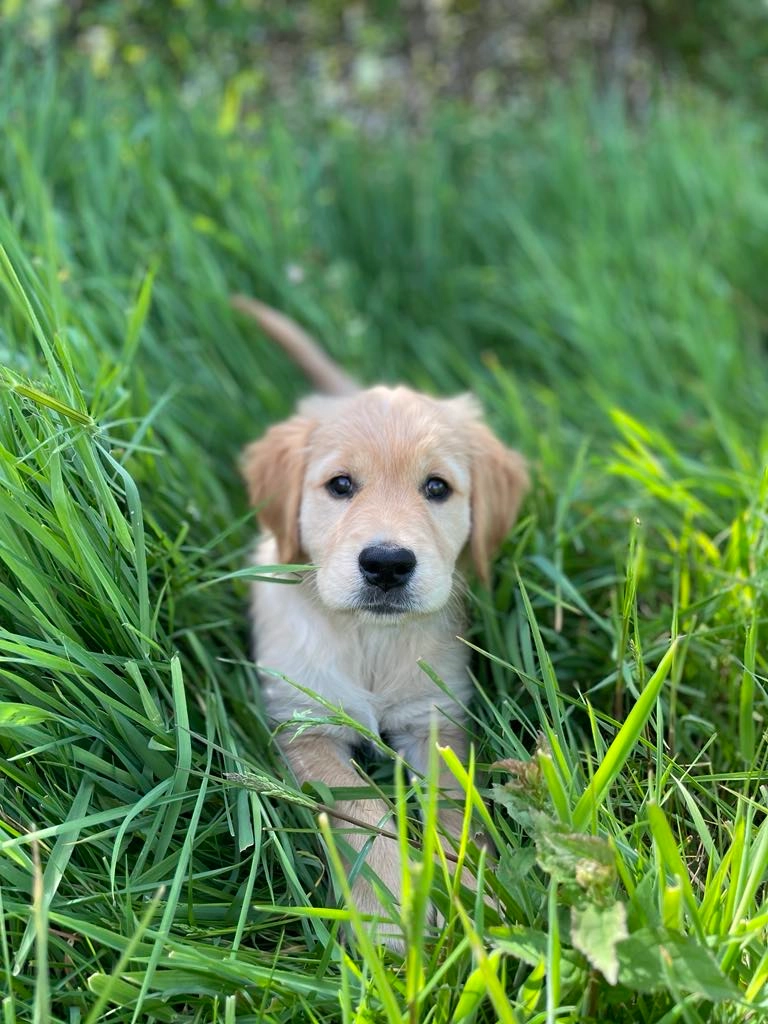 Toscane chiot femelle Golden retriever élevage du cœur de Flandre