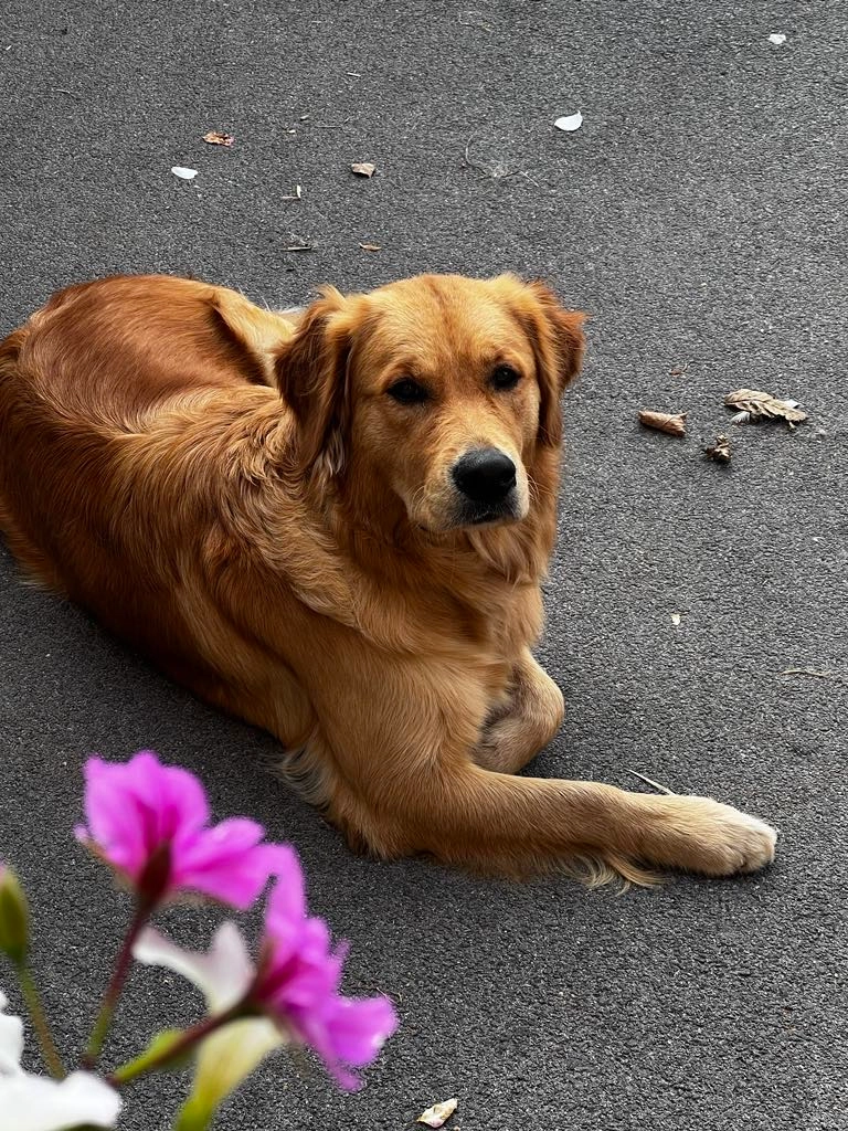 Toscane adulte femelle Golden retriever élevage du cœur de Flandre
