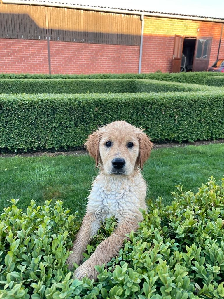 Toscane jeune femelle Golden retriever élevage du cœur de Flandre