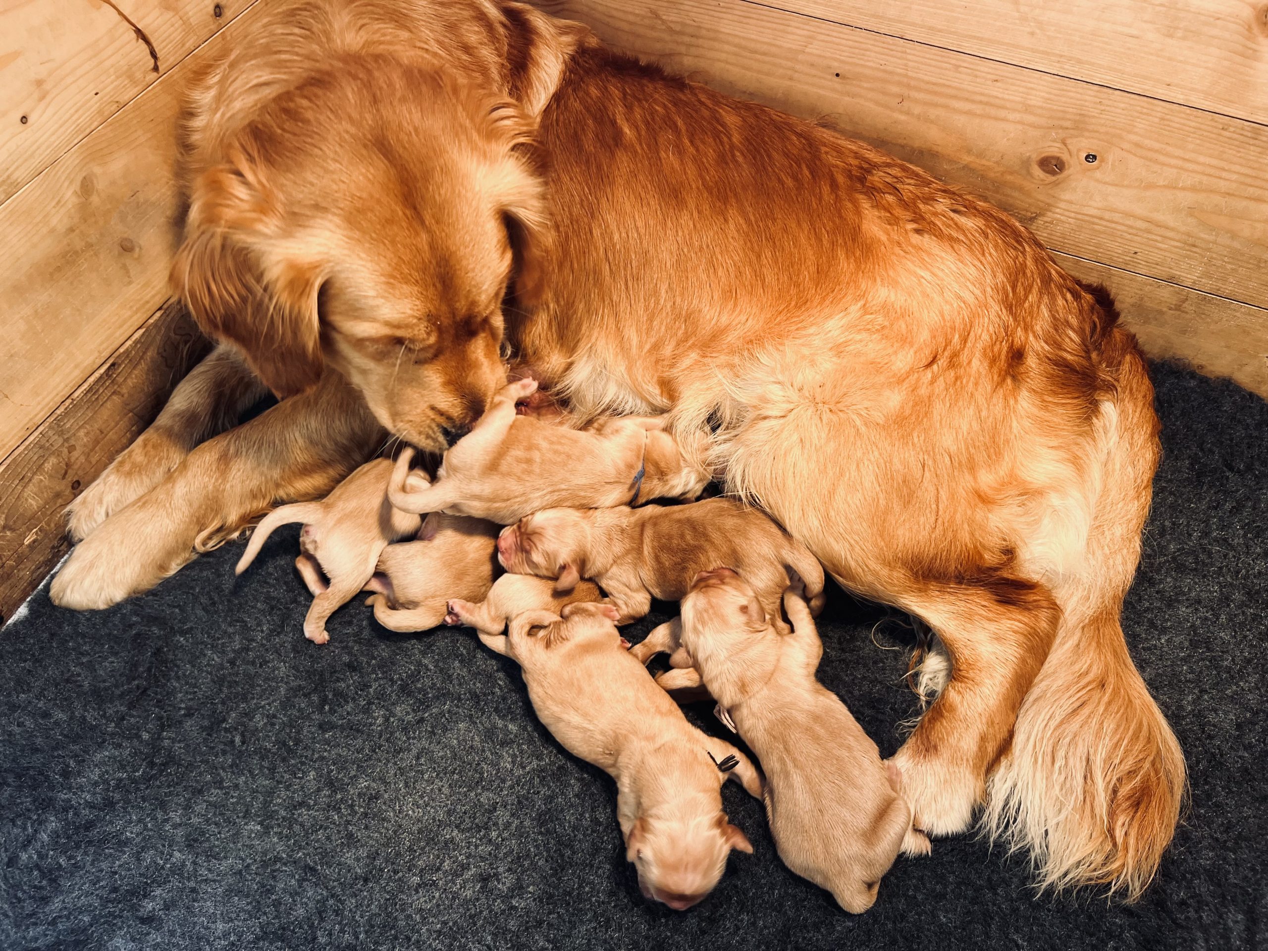Première portée pour Toscane, Golden Retriever à l'élevage du Cœur de Flandre - 1
