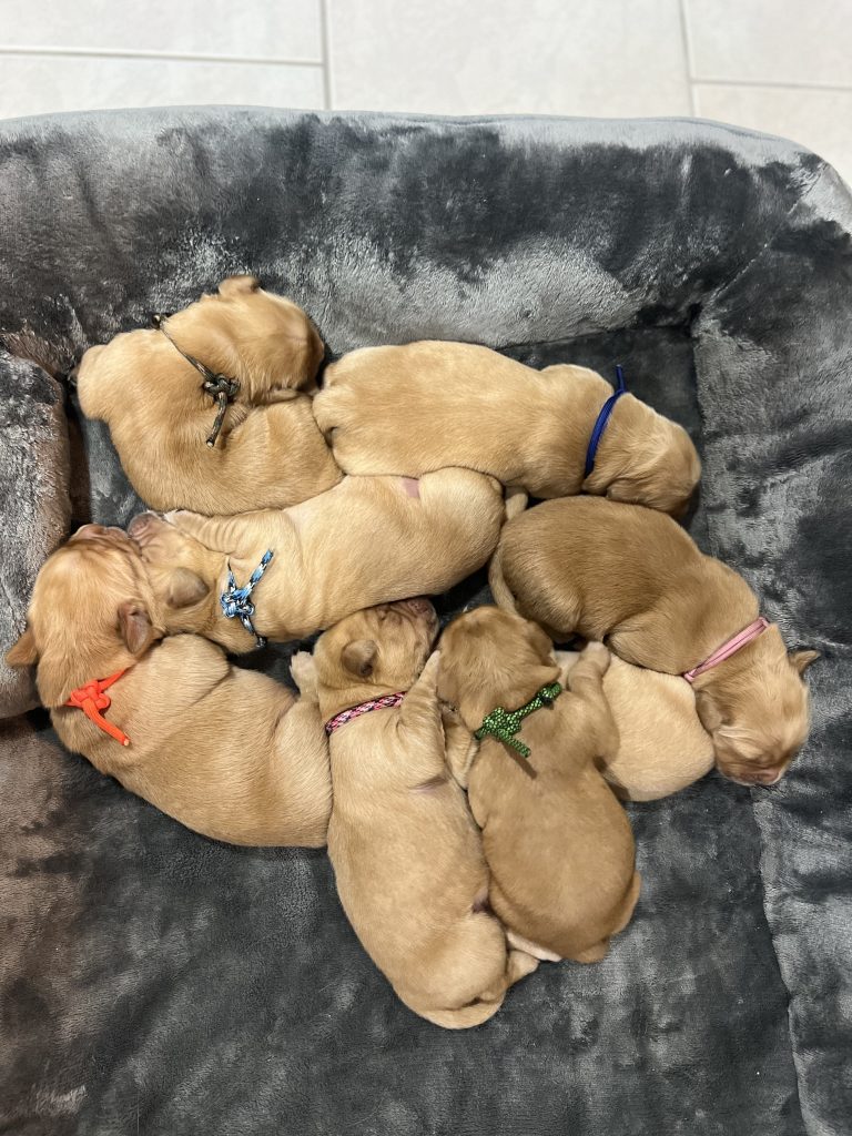 Première portée pour Toscane, Golden Retriever à l'élevage du Cœur de Flandre - 3