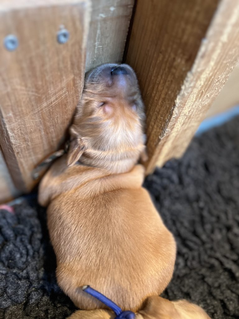 Première portée pour Toscane, Golden Retriever à l'élevage du Cœur de Flandre - 4