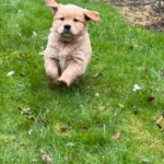 1ère portée de Toscane - Chiot qui court