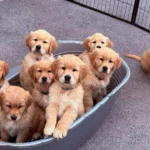 Deuxième portée de Toscane - Elevage du Cœur de Flandre - les chiots sont enfin réveillés !