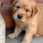 Deuxième portée de Toscane - Elevage du Cœur de Flandre - un chiot réflechit...