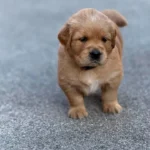 Deuxième portée de Toscane - Elevage du Cœur de Flandre - un chiot dans la cour