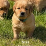 Deuxième portée de Toscane - Elevage du Cœur de Flandre - les chiots dans l'herbe