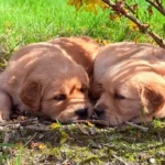 Deuxième portée de Toscane - Elevage du Cœur de Flandre - les chiots bronzent