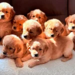 Deuxième portée de Toscane - Elevage du Cœur de Flandre - les chiots assis