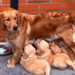 Deuxième portée de Toscane - Elevage du Cœur de Flandre - les chiots allaitent