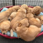 Deuxième portée de Toscane - Elevage du Cœur de Flandre - les 8 chiots dans leur panier
