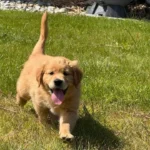 Deuxième portée de Toscane - Elevage du Cœur de Flandre - 1 chiot seul dans jardin