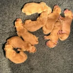 Deuxième portée de Toscane - Elevage du Cœur de Flandre - les chiots dorment bien !