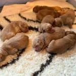 Deuxième portée de Toscane - Elevage du Cœur de Flandre - les chiots dorment