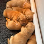 Deuxième portée de Toscane - Elevage du Cœur de Flandre - Les chiots se reposent toujours