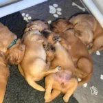 Deuxième portée de Toscane - Elevage du Cœur de Flandre - Les chiots se reposent encore