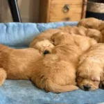 Deuxième portée de Toscane - Elevage du Cœur de Flandre - Les chiots se reposent