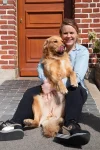 ToscaneAmicale Golden retriever amical et sociable