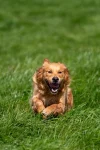 ToscaneCourtPréCarré Toscane qui court dans un pré autour de l'élevage de golden retriever dans la Hauts de France